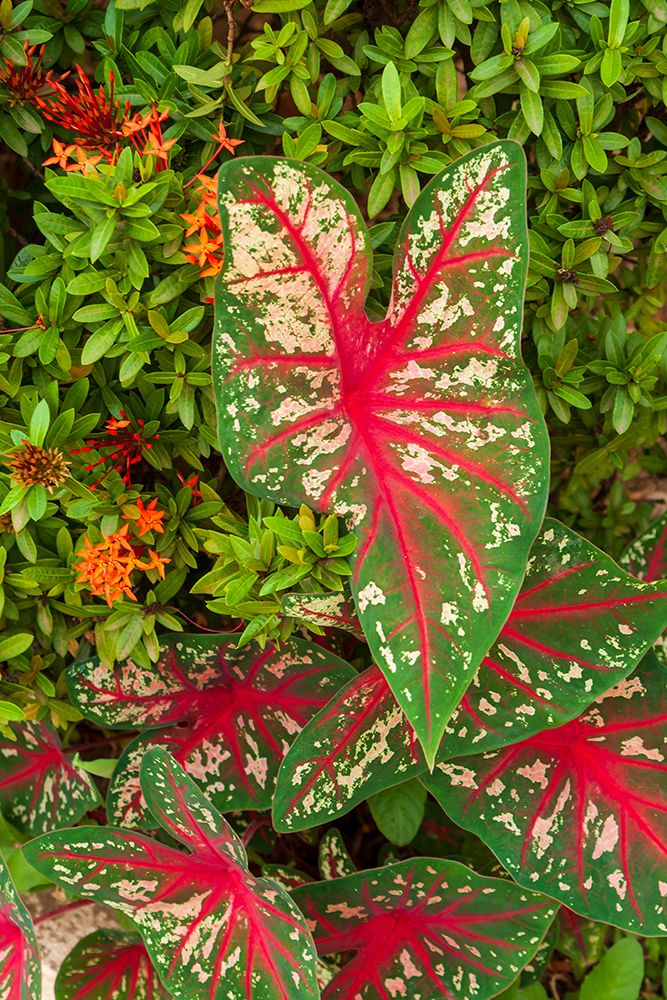 Close-up of green and red leaves of a Caladium bicolor